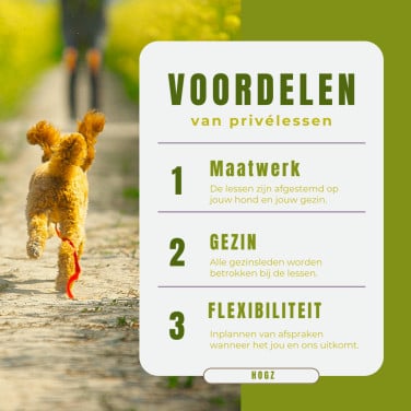 H.O.G.Z. Puppycursus en Basiscursus privélessen 🐕 🐾