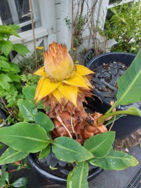 LOTUS BANAAN