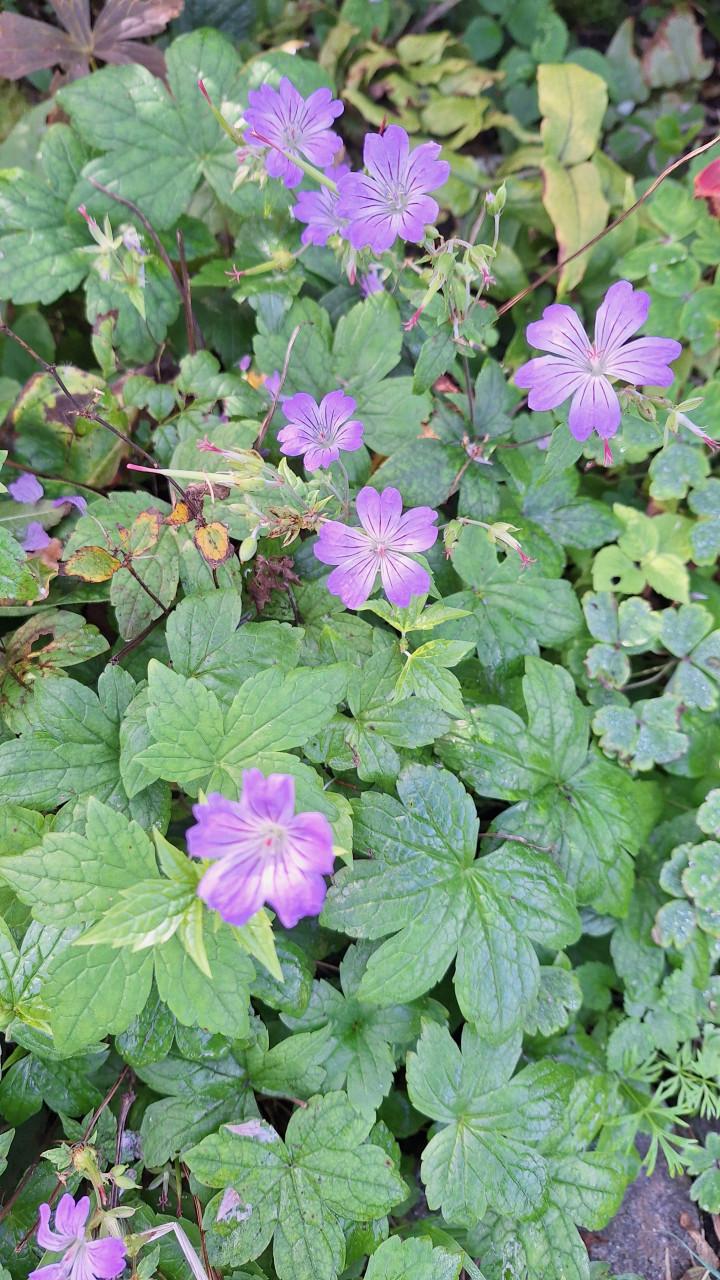 Geranium