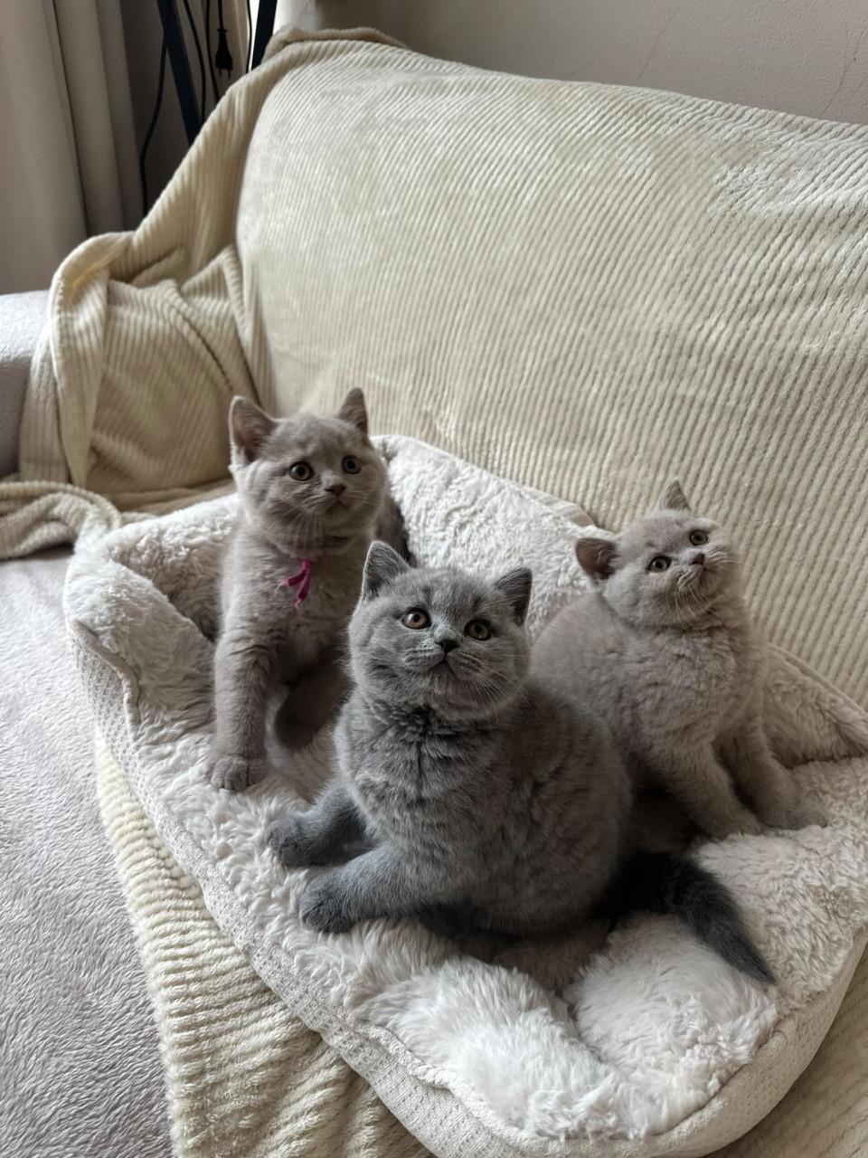 Brits korthaar kittens met stamboom