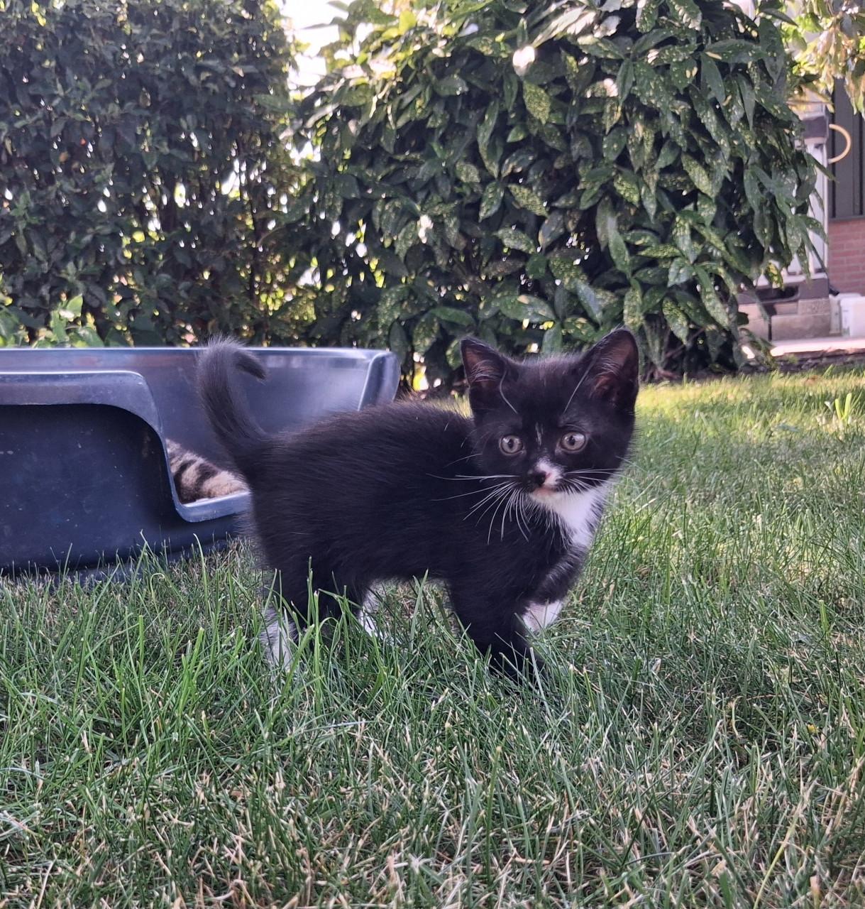 Super leuke kittens!