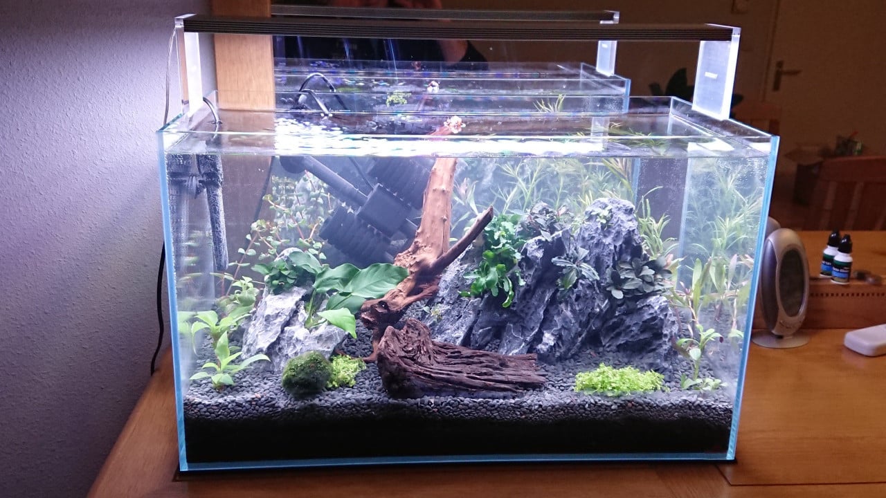 60p Aquarium compleet met CO2