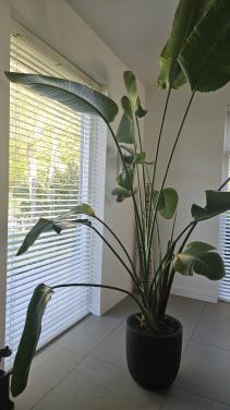 Prachtige Strelitzia of paradijsvogelbloem 250cm hoog