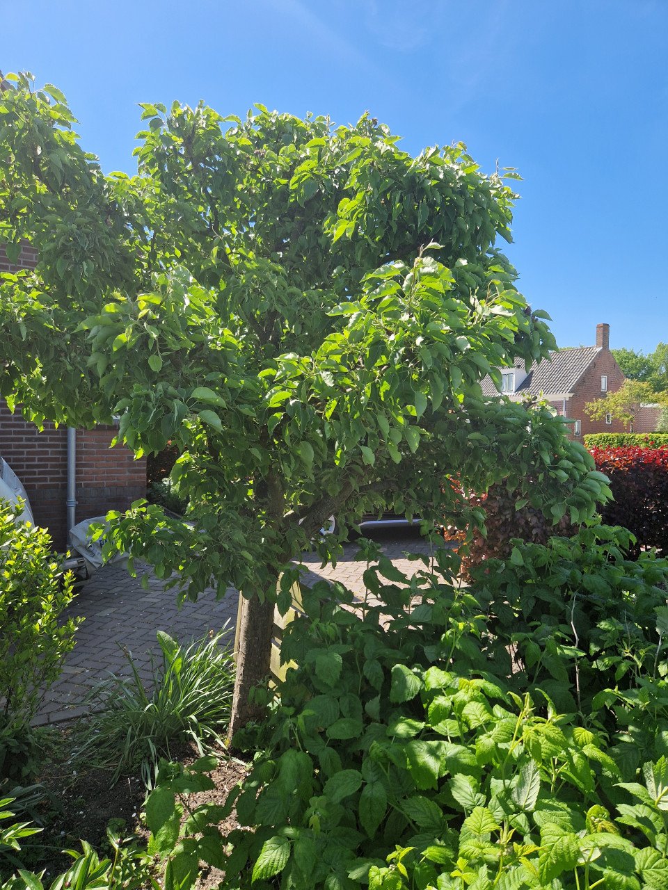 Oude fruitboom te koop stoofpeer