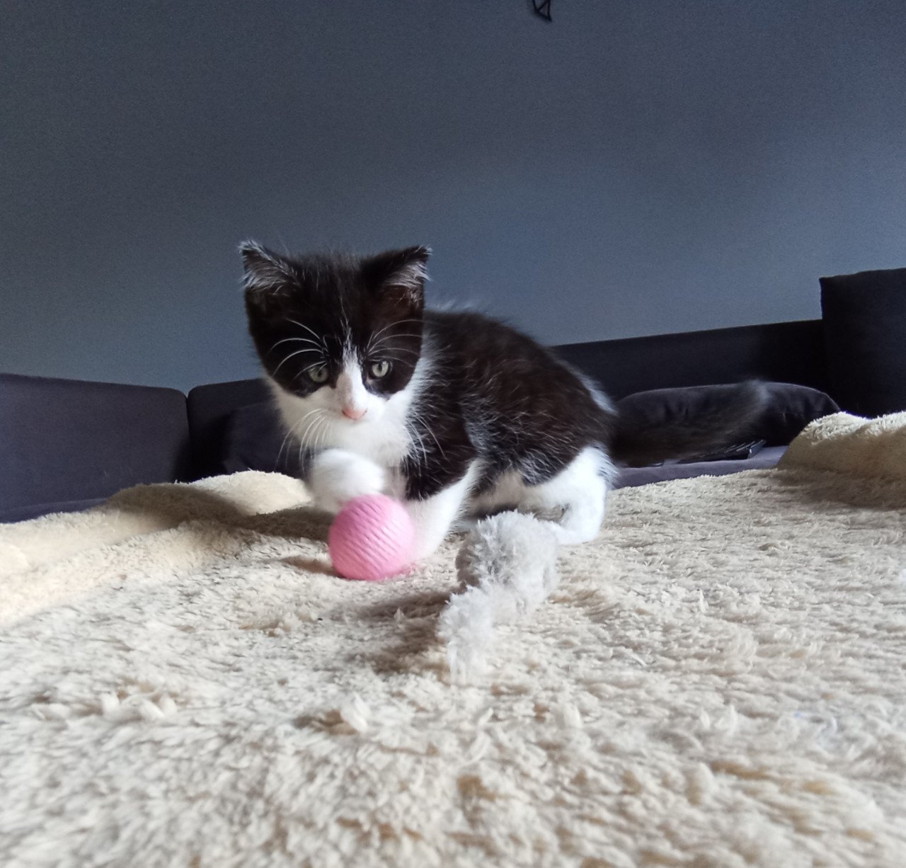 Kitten vrouwtje