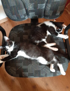 Kittens