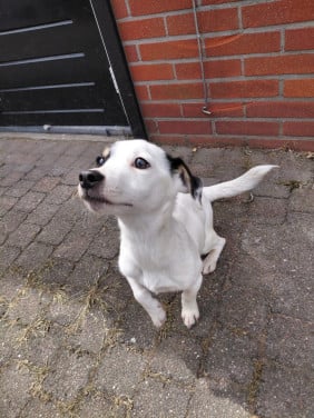 Jack russel