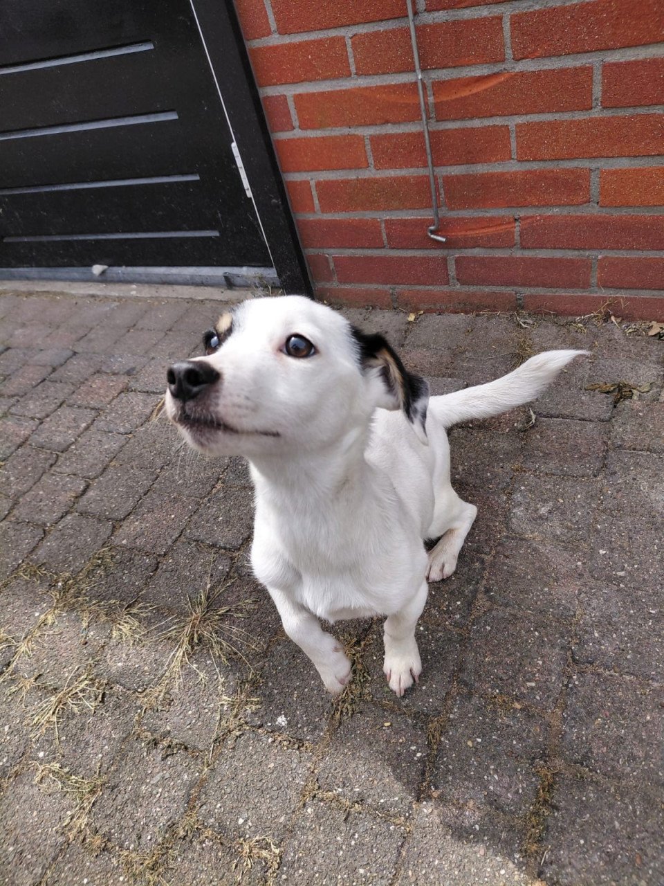 Jack russel