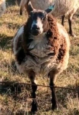 3 bonte drachtige schapen gedekt schaap