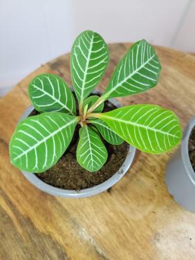 2x jonge Euphorbia