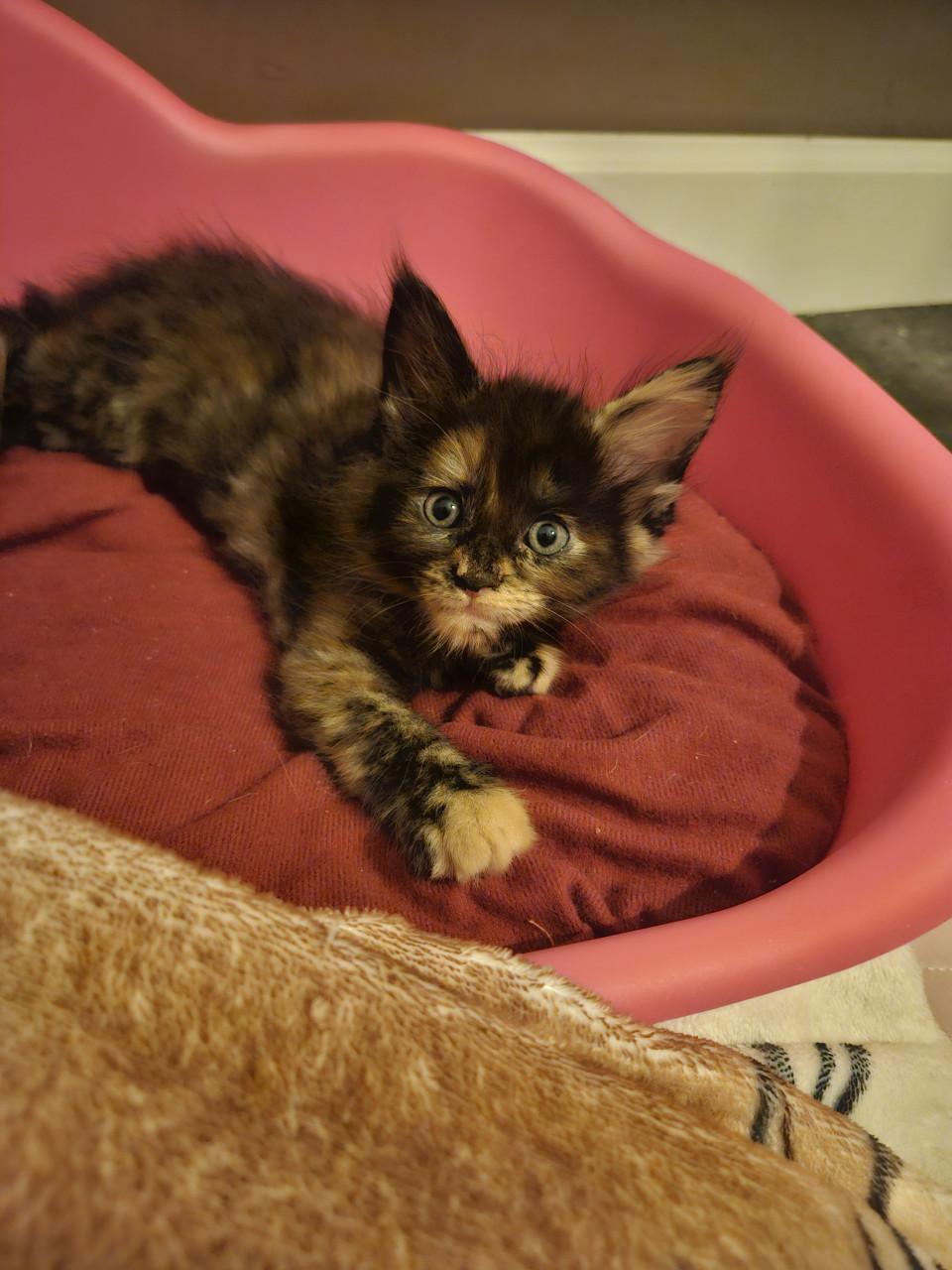 Maine coon kittens
