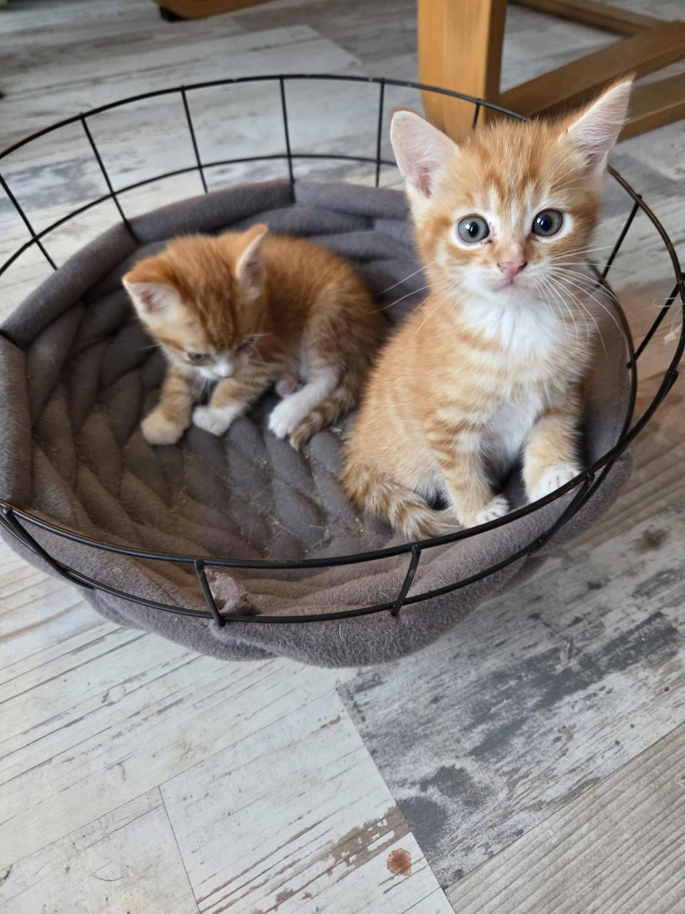 Kittens