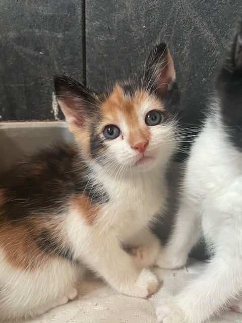 Kittens