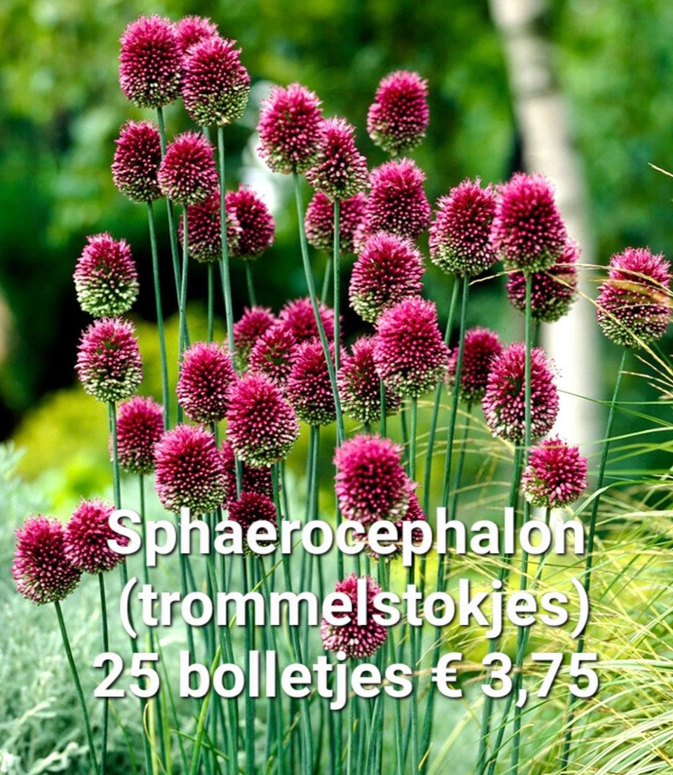 Allium bollen