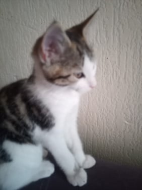 Kitten 11 weekjes