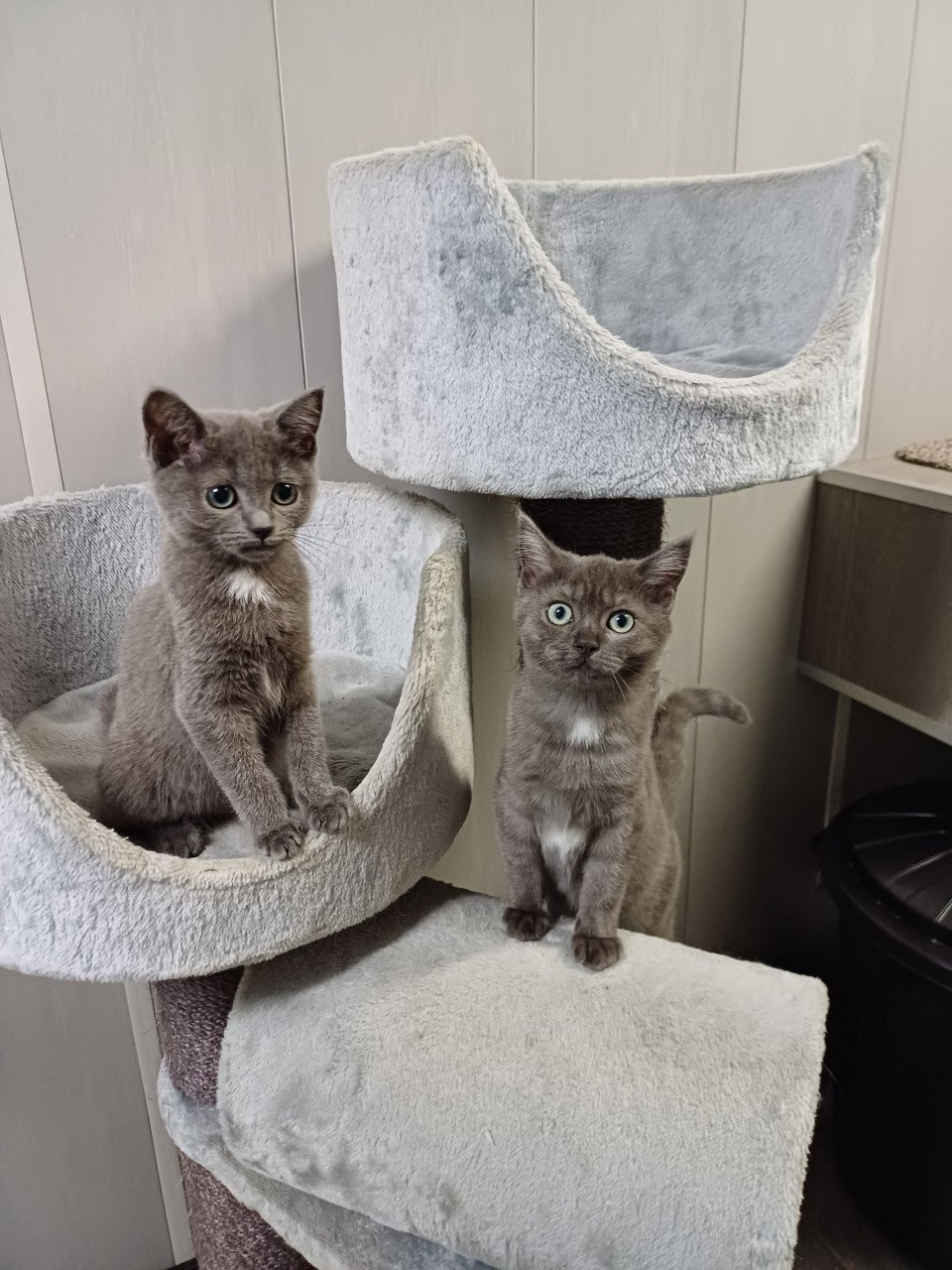 Super leuke Britskorthaar x Ragdoll kittens beschikbaar POESJES