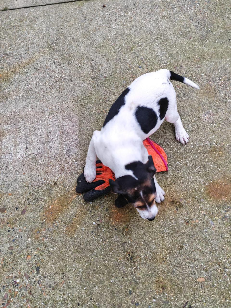 Boerenfox driekleurig