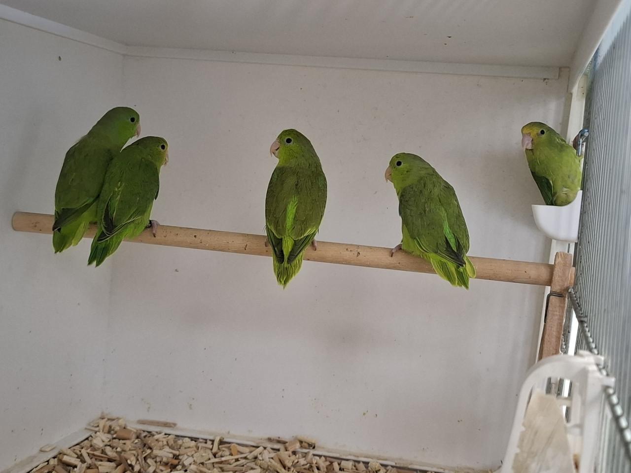 Groenstuit dwergpapegaaitjes