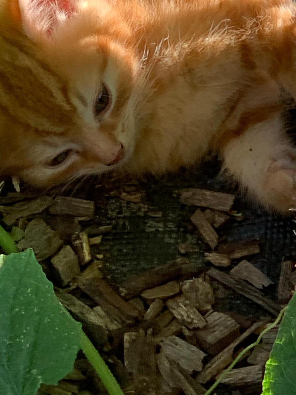Gratis kittens