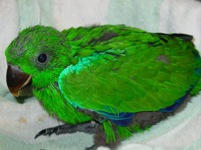 N>G> Edelpapegaaien eigen kweek vogels handtam en natuurkweek