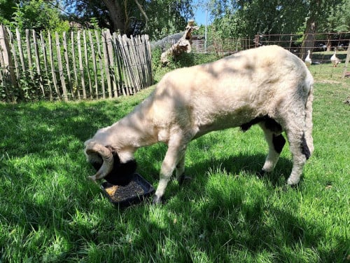 Schaap