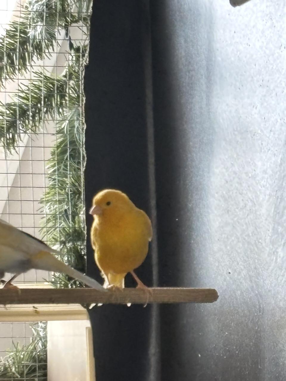 Kanaries (gereserveerd)