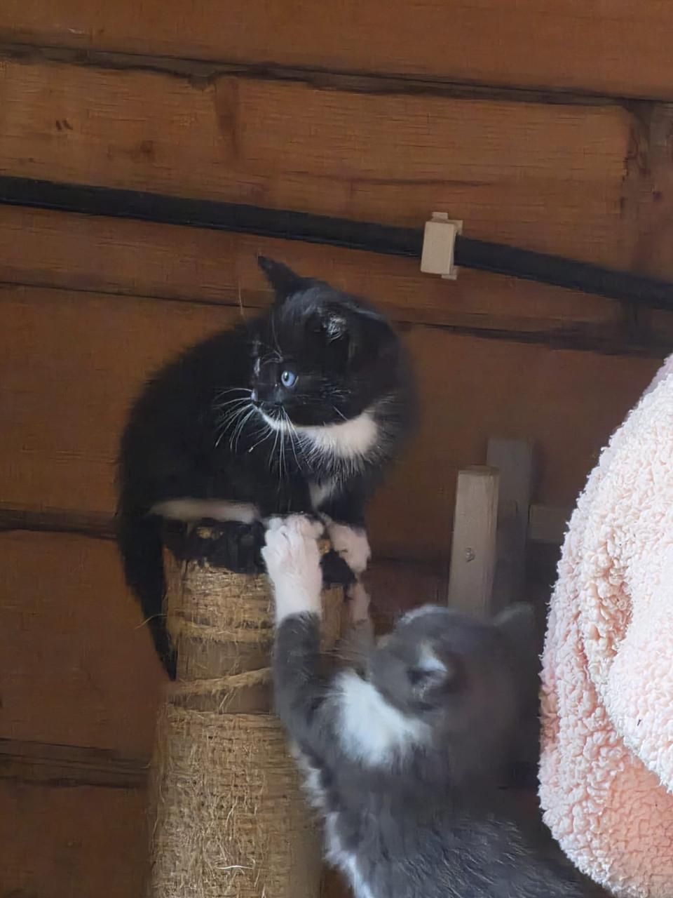 TE KOOP BOERDERIJ KITTENS NOG 2 TE KOOP FOTO 1 EN  2 IS VERKOCHT