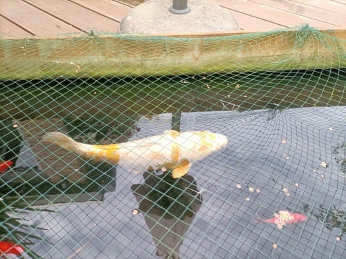 Koi karper