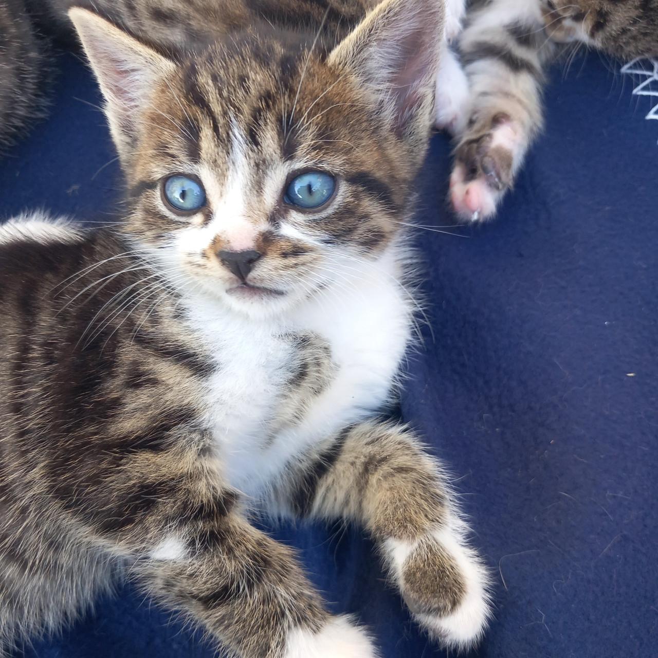 Prachtig nestje van 5 kittens