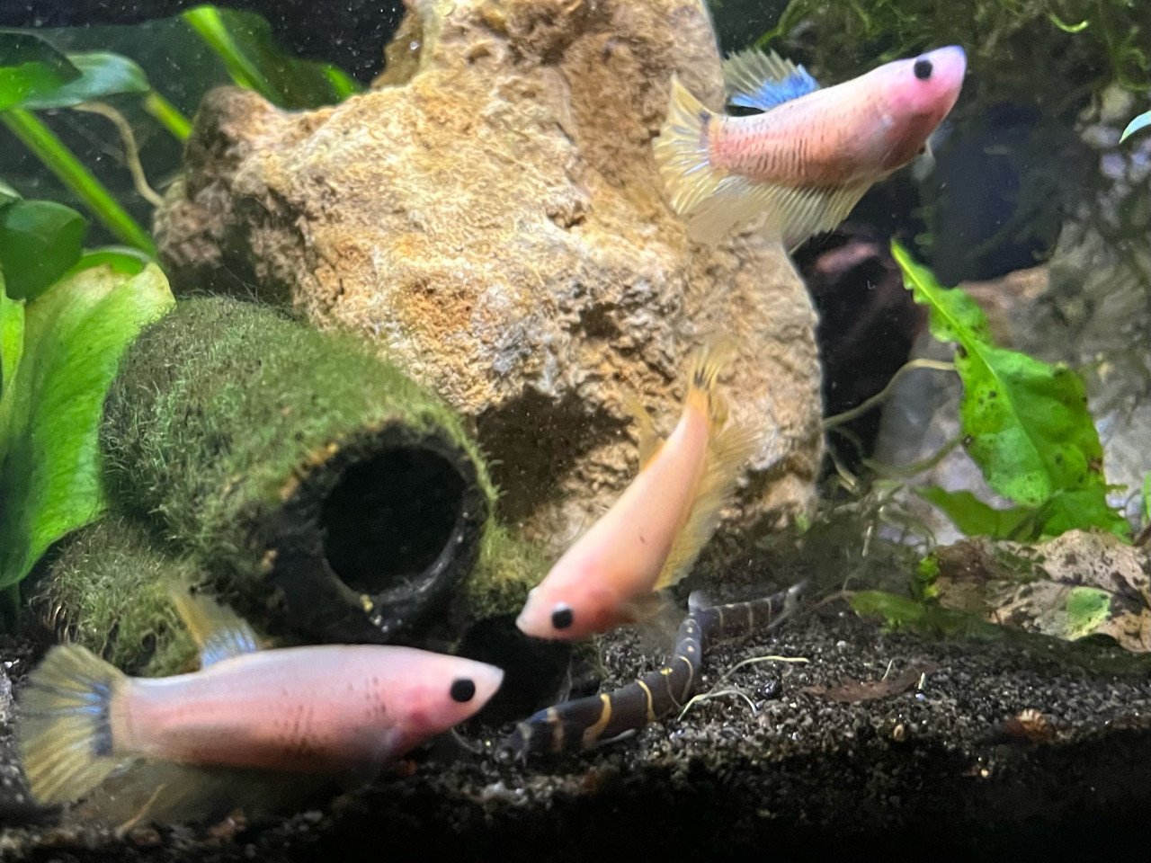 Betta vissen vrouw geel, blauw