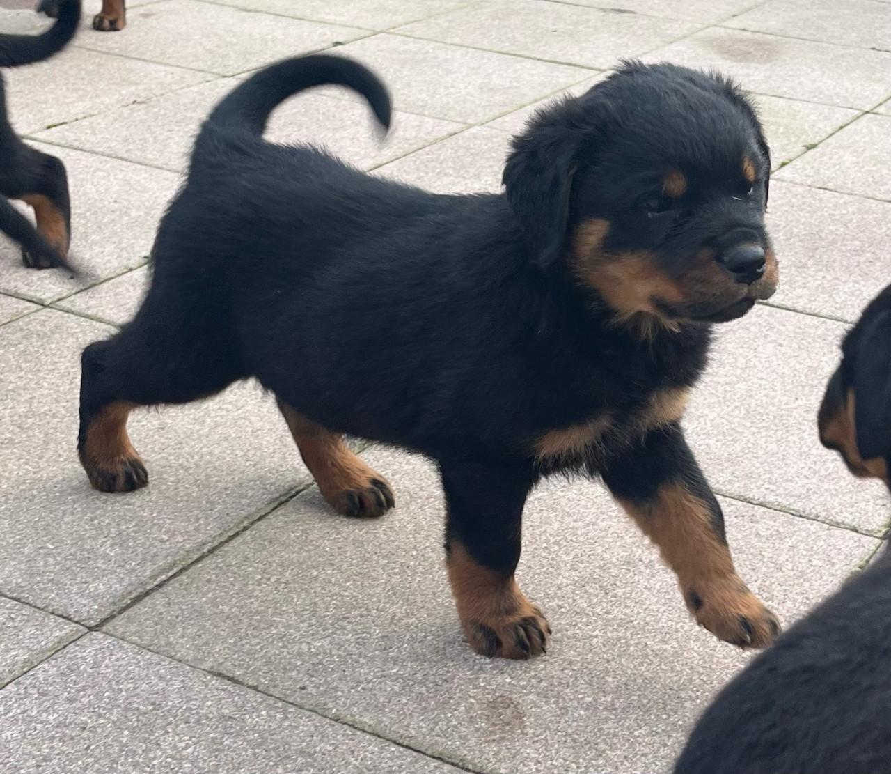 Rottweiler pups