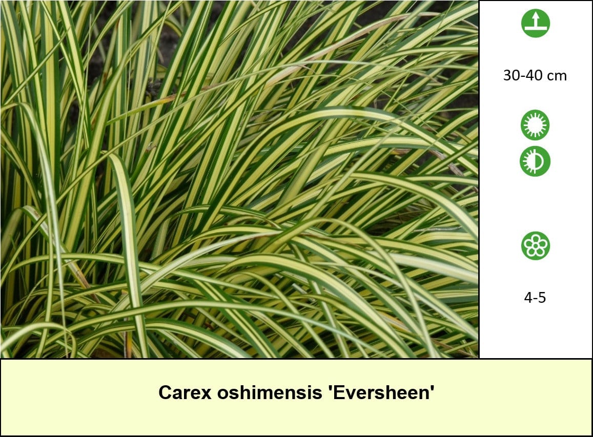 Diverse soorten grassen te koop, beperkt in het plantenkraam!  € 1.25 p/st