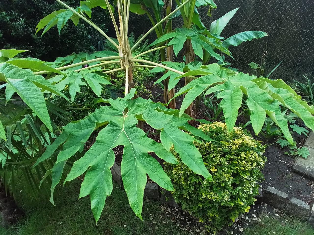 Tetrapanax, Rijstpapierplant.