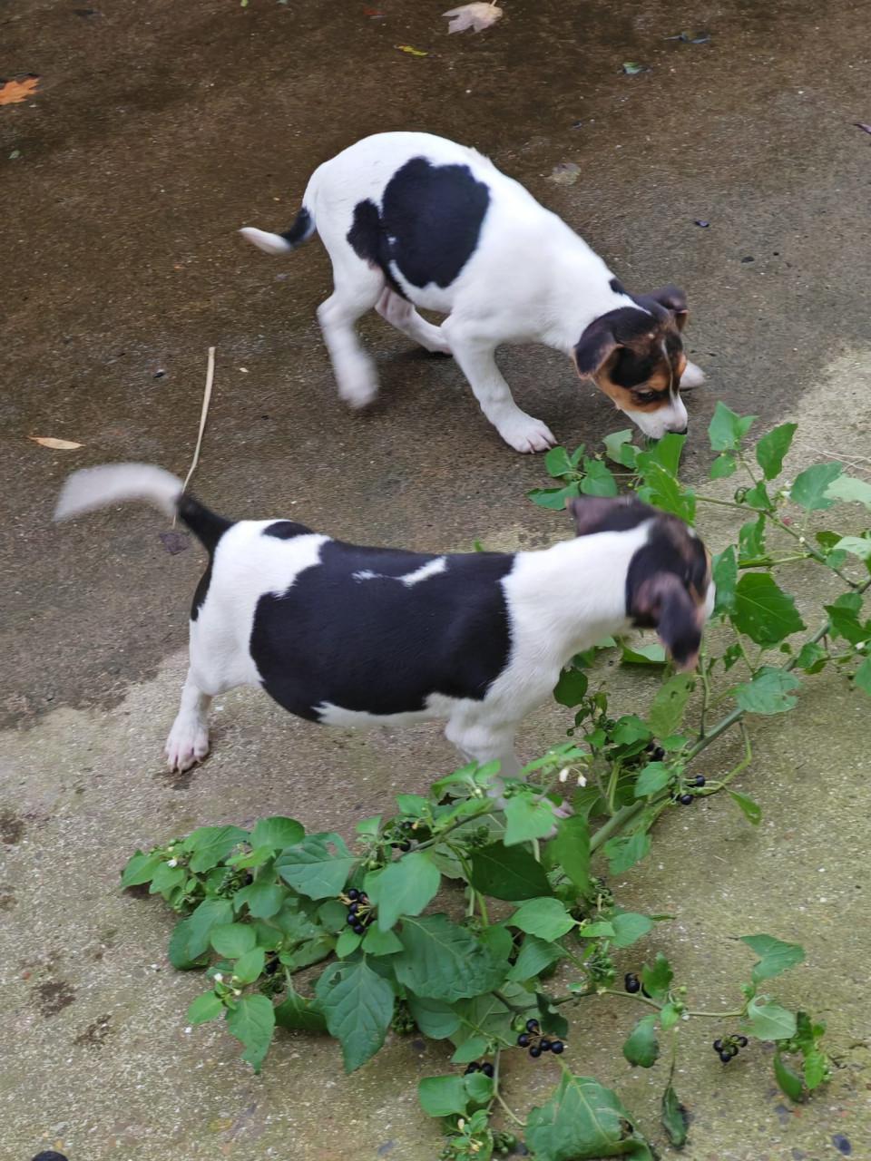 Boerenfox driekleurig