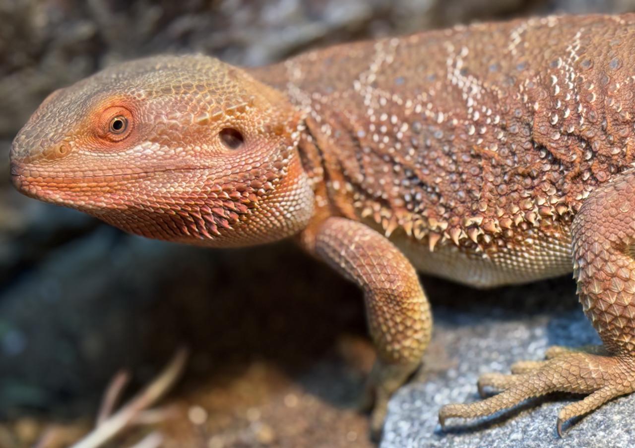 Terrarium inclusief alles en baardagaam