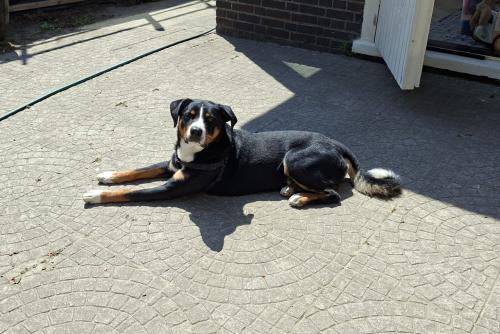 Zwitserse Appenzeller Sennenhond 1,5 jaar