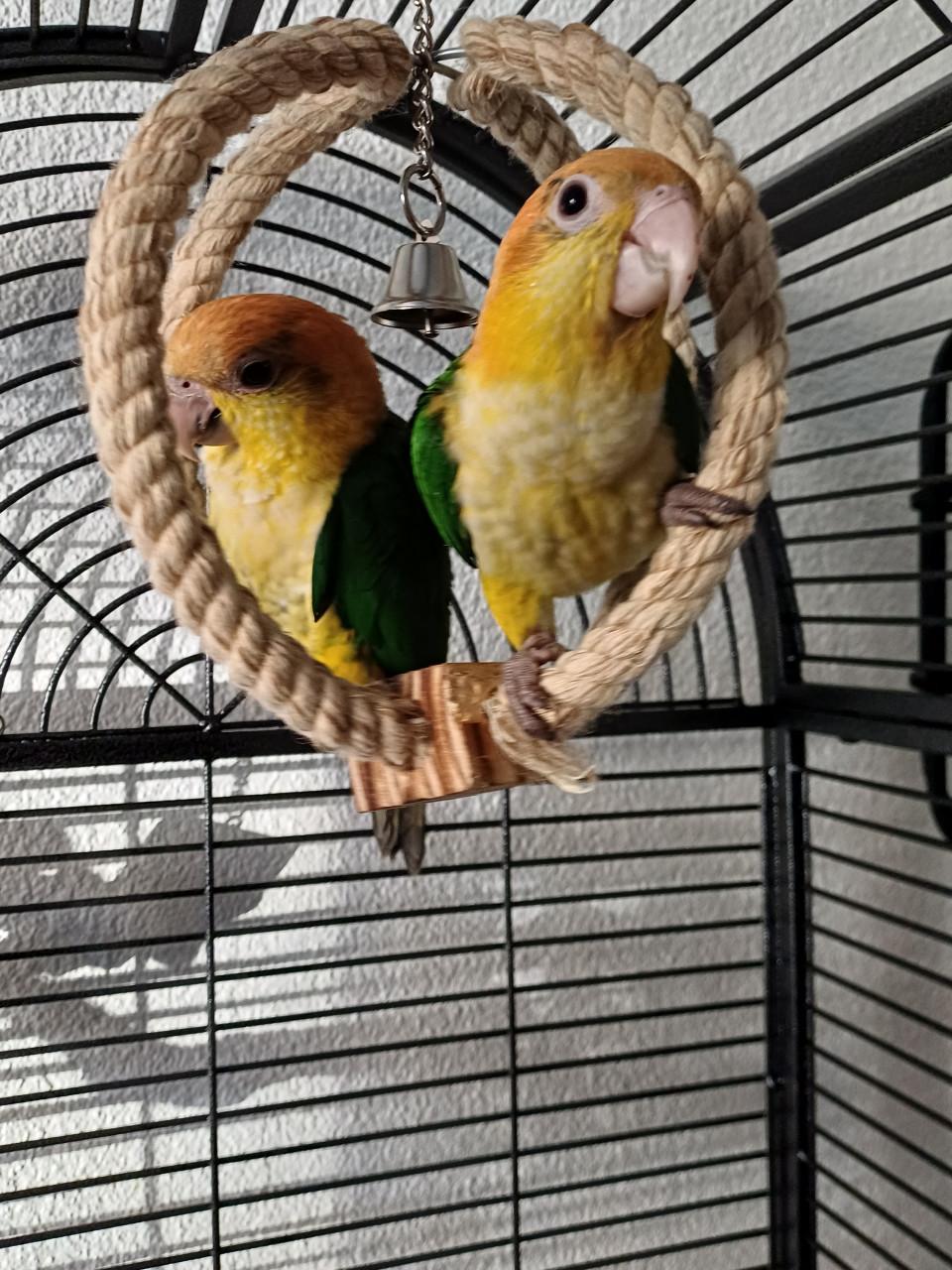 Mooi jong onverwant koppel Roestkop Caiques