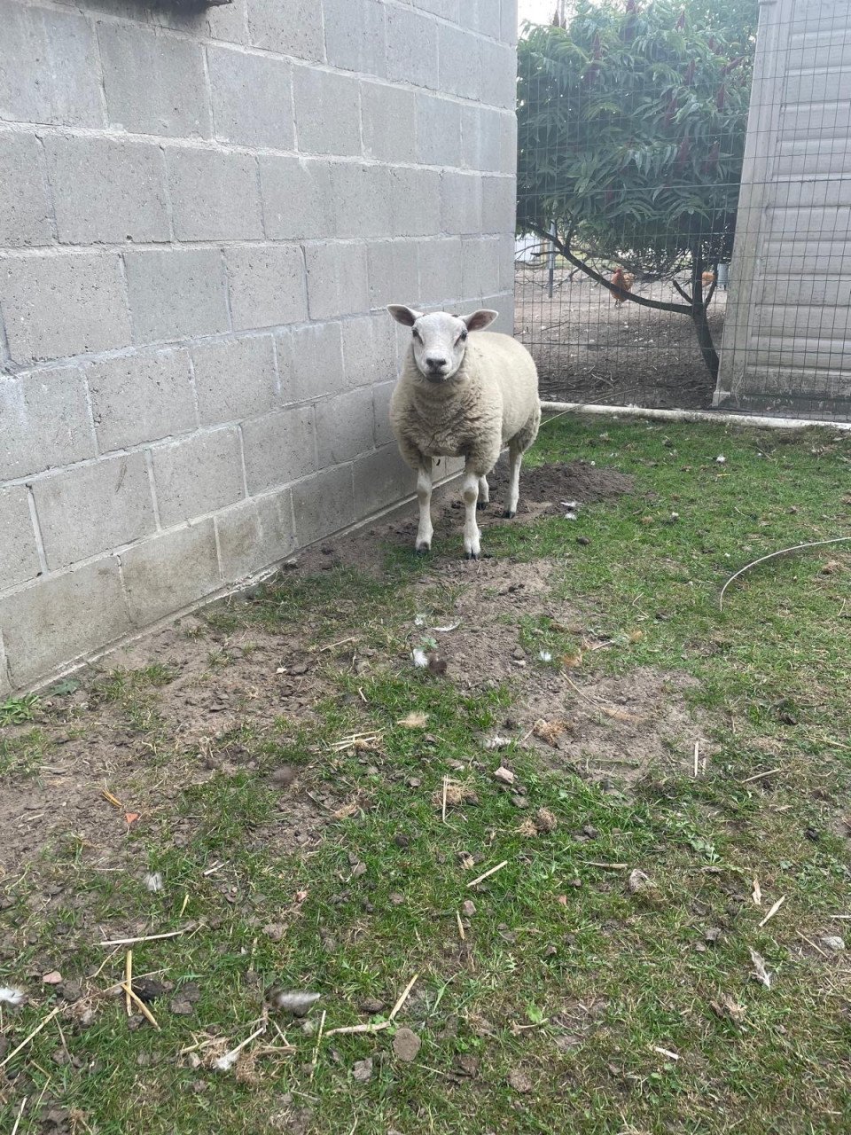 Texelaar schapen