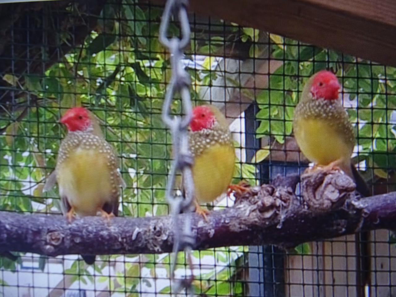 Te koop binsenastrilde  man  broedrijp mag ook  ruilen voor pop broedrijp