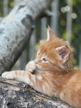 Maine coon xxl kittens