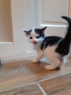 Kittens