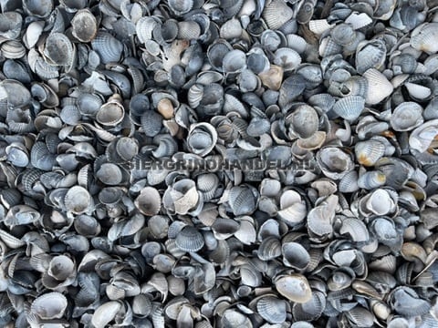 SCHELPEN blauw/grijs of bruin/wit - GRATIS thuisbezorgd