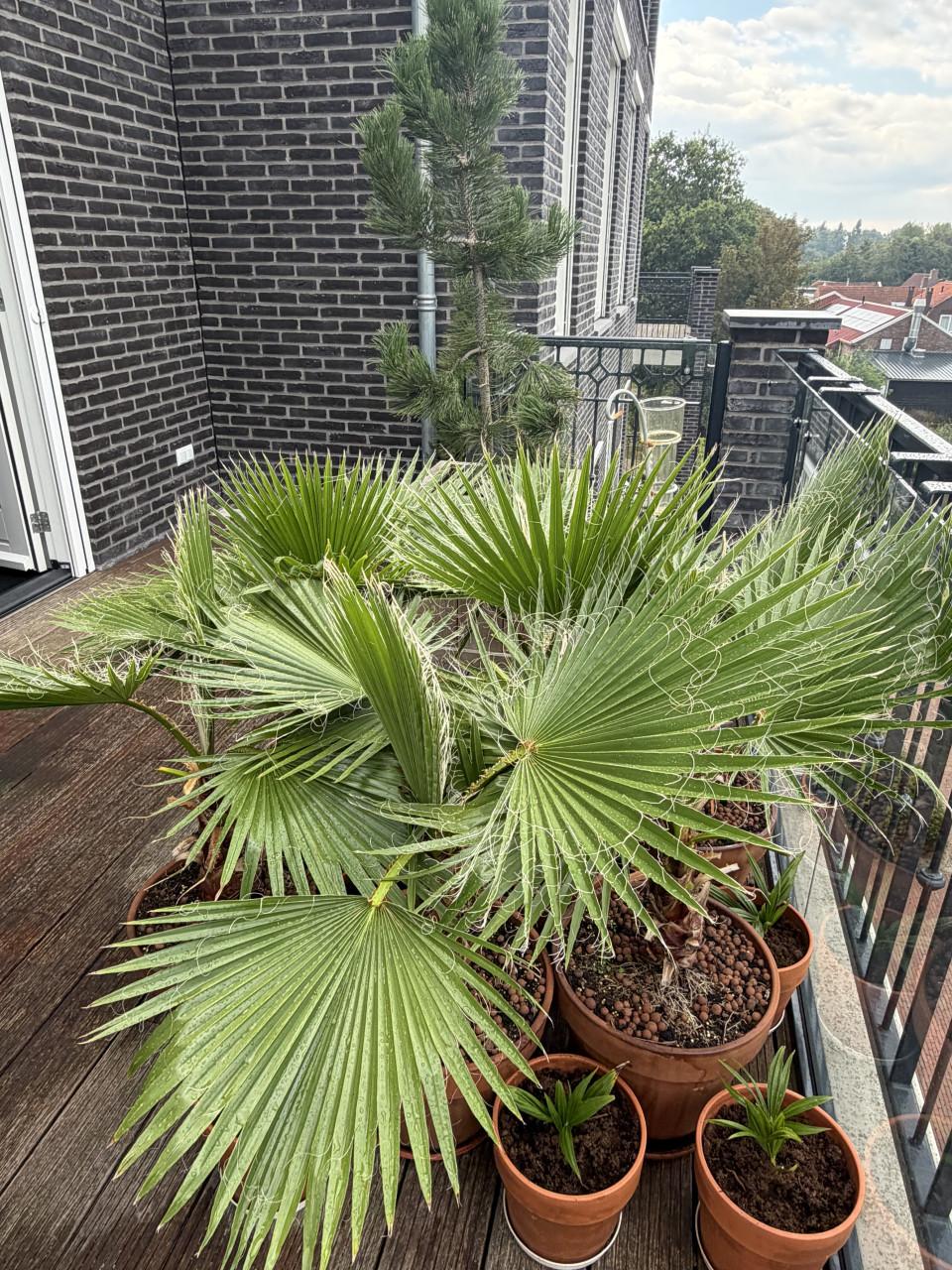 Kokospalmen