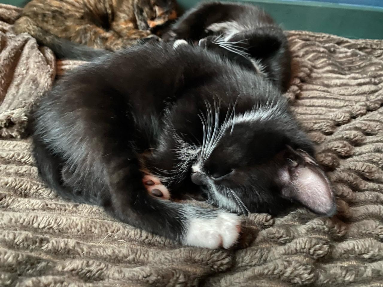 🐾 Kittens (ingeent, ontwormd, ontvlooid) op zoek naar een gouden mandje 🐾