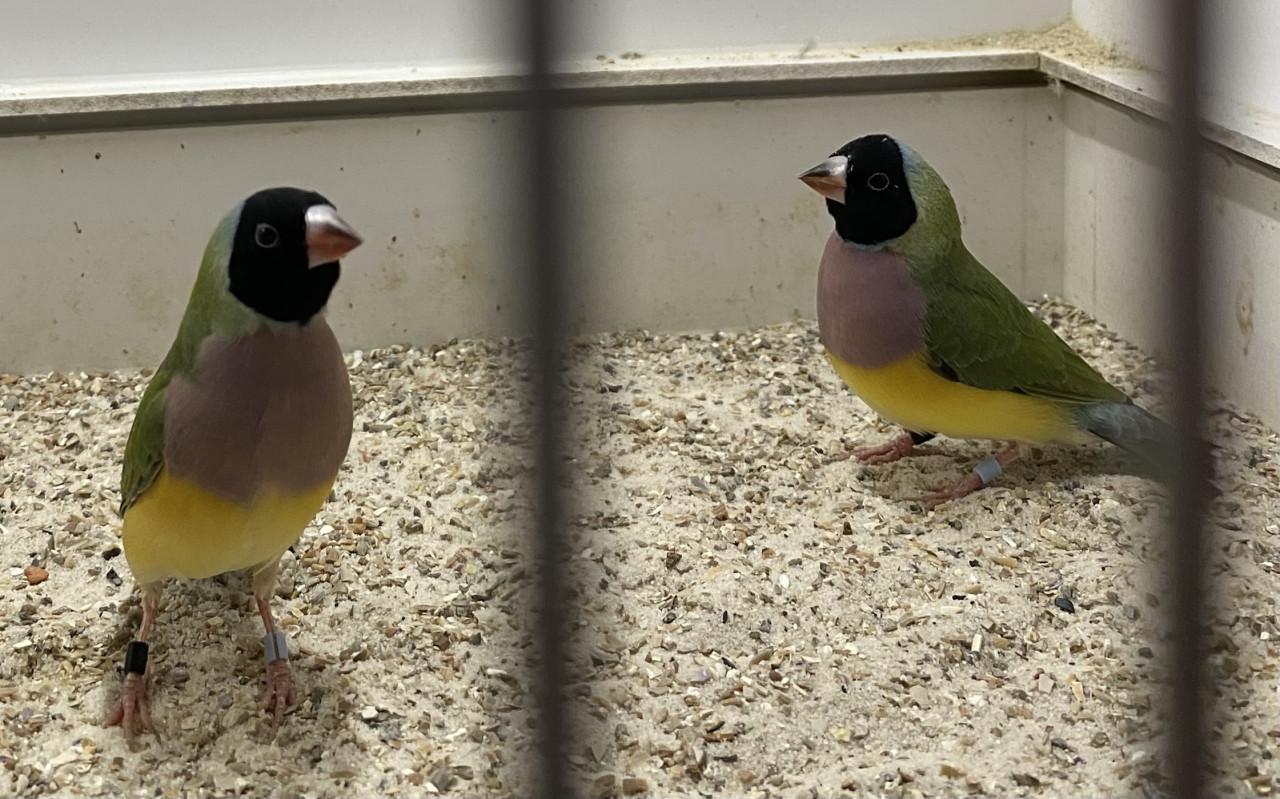 Gouldamadines pop uit buitenvoliere
