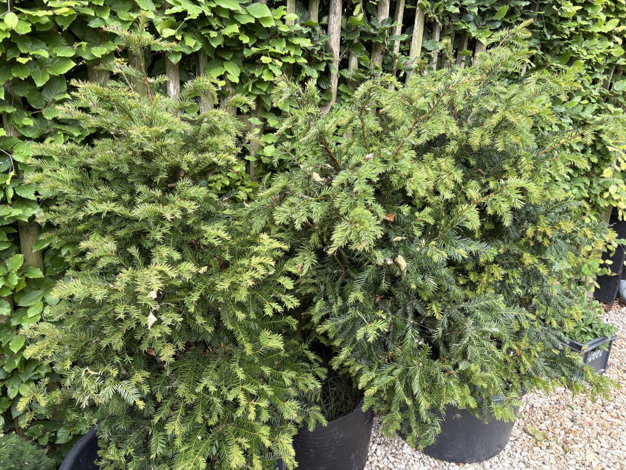 3 taxus 120 hoog