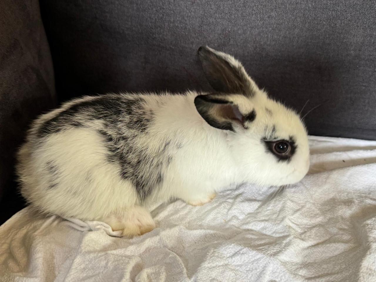 Lieve dwergkonijntjes