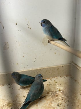 Splendid parkieten blauw / witborst