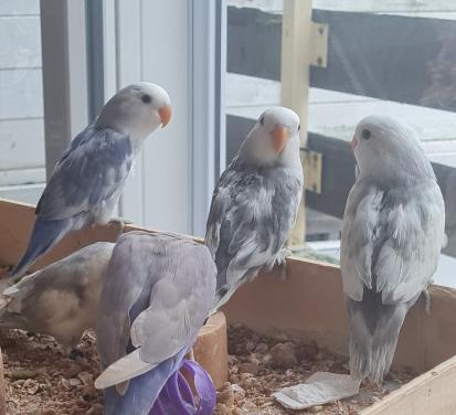 Agapornis Roseicollis (dwergpapegaai)