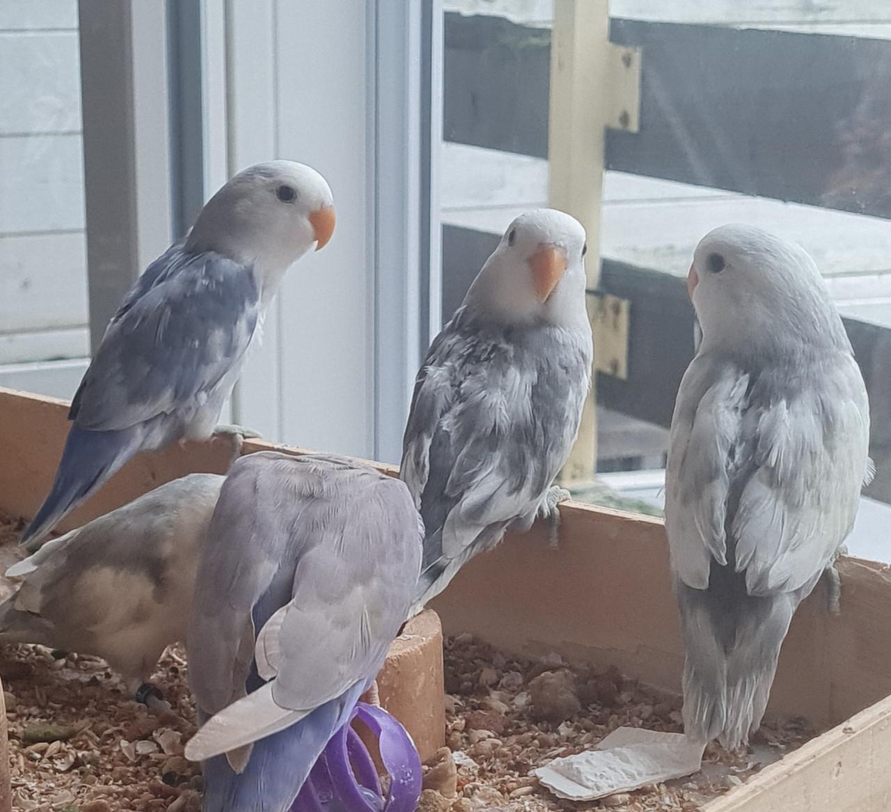 Agapornis Roseicollis (dwergpapegaai)